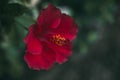 Red hibiscus flower on green leaves background. Tropical garden. Close up view of red hibiscus flower. Hibiscus rosa-sinensis. Royalty Free Stock Photo