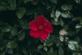 Red hibiscus flower on green leaves background. Tropical garden. Close up view of red hibiscus flower. Hibiscus rosa-sinensis. Royalty Free Stock Photo