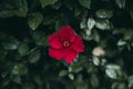 Red hibiscus flower on green leaves background. Tropical garden. Close up view of red hibiscus flower. Hibiscus rosa-sinensis. Royalty Free Stock Photo