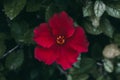 Red hibiscus flower on green leaves background. Tropical garden. Close up view of red hibiscus flower. Hibiscus rosa-sinensis. Royalty Free Stock Photo