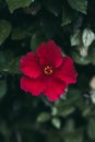 Red hibiscus flower on green leaves background. Tropical garden. Close up view of red hibiscus flower. Hibiscus rosa-sinensis. Royalty Free Stock Photo