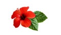 Red hibiscus flower with green leaves in exotic arrangement Royalty Free Stock Photo