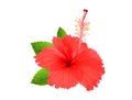 Red hibiscus flower with green leaves isolated on white Royalty Free Stock Photo