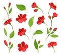 Red Hibiscus Flower on Green Stem with Leaf Big Vector Set