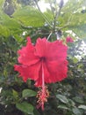 Red hibiscus flower [Gudhal flower] Royalty Free Stock Photo