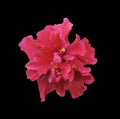 Red hibiscus flower isolated on black