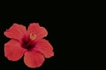 Red hibiscus flower isolated on a black background. Hibiscus rosa sinensis. Chinese rose. Close-up. Copy space Royalty Free Stock Photo