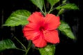 Red hibiscus flower isolated, flower closeup Royalty Free Stock Photo