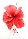 Red hibiscus flower isolated image Royalty Free Stock Photo