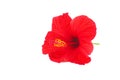 Red hibiscus flower isolated on white background Royalty Free Stock Photo