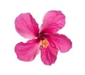 A red hibiscus flower isolated on white Royalty Free Stock Photo