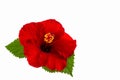 A red hibiscus flower isolated. Royalty Free Stock Photo