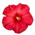 Red hibiscus flower, isolated on white background Royalty Free Stock Photo