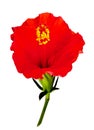 Red hibiscus flower Royalty Free Stock Photo
