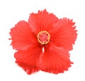 Red hibiscus flower Royalty Free Stock Photo