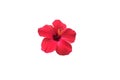 Red hibiscus flower isolated Royalty Free Stock Photo