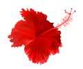 Red hibiscus flower isolated on white background. Vector illustration Royalty Free Stock Photo