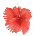 Red hibiscus flower isolated on white background. Vector illustration Royalty Free Stock Photo