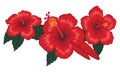 Red Hibiscus Flower (jaba flower) Vector art illustration