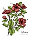 Red Hibiscus flower and leaf drawing illustration with line art on white backgrounds Royalty Free Stock Photo