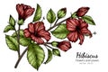 Red Hibiscus flower and leaf drawing illustration with line art on white backgrounds Royalty Free Stock Photo