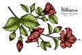 Red Hibiscus flower and leaf drawing illustration with line art on white backgrounds Royalty Free Stock Photo