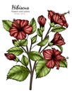 Red Hibiscus flower and leaf drawing illustration with line art on white backgrounds Royalty Free Stock Photo