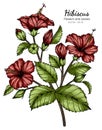 Red Hibiscus flower and leaf drawing illustration with line art on white backgrounds Royalty Free Stock Photo