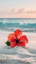 A red hibiscus flower lies on the white sand of an exotic beach, with blue water in the background. The sun shines Royalty Free Stock Photo