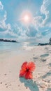 A red hibiscus flower lies on the white sand of an exotic beach, with blue water in the background. The sun shines Royalty Free Stock Photo