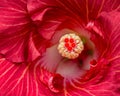 Red Hibiscus Flower Macro