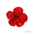 Red hibiscus flower, marvellous hawaii rose. Royalty Free Stock Photo