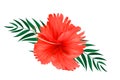 Red hibiscus flower with palm leaves isolated on white background. Vector illustration Royalty Free Stock Photo