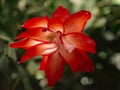 Red hibiscus flower plant macro close up beauty green blurry background Royalty Free Stock Photo