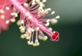 Red hibiscus flower pollen Royalty Free Stock Photo