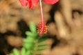 A red hibiscus flower pollen was shown Royalty Free Stock Photo