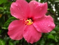 Red Hibiscus flower with raindrops in the garden. Close up picture with red hibiscus flower with water drops in rainy forest