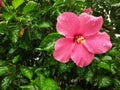 Red Hibiscus flower with raindrops in the garden. Close up picture with red hibiscus flower with water drops in rainy forest