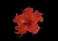 Red hibiscus flower with red liquid splashes Royalty Free Stock Photo