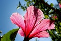 Red Hibiscus flower, Rose Mallow flower, close-up Royalty Free Stock Photo