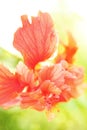 Red hibiscus flower, sweet toned and soft focus with spring background. Royalty Free Stock Photo