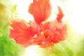 Red hibiscus flower, sweet toned and soft focus with spring background. Royalty Free Stock Photo