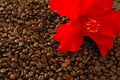 Red Hibiscus Flower On Toasted Coffe Beans