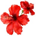 Red hibiscus flower, tropical plants isolated, watercolor illustration on white