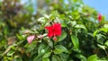 Red hibiscus flower Royalty Free Stock Photo