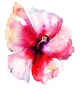 Red Hibiscus Flower