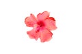 Red Hibiscus flower on white background Royalty Free Stock Photo