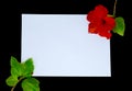 Red hibiscus flower and white paper. Royalty Free Stock Photo