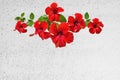 Red hibiscus flower on white roughcast wall Royalty Free Stock Photo