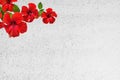 Red hibiscus flower on white roughcast wall Royalty Free Stock Photo